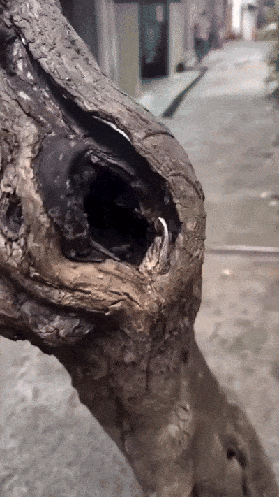 Sorpresa - Video Hook